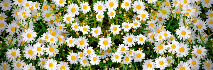 Wild daisy flowers growing on meadow. Meadow with lots of white and pink spring daisy flowers. panoramic spring web banner..