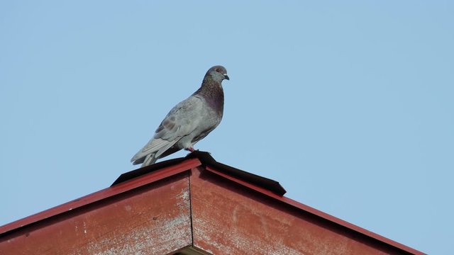 4K Footage Pigeon bird standing on house roft top