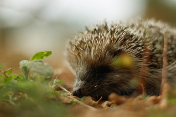 Hedgehog smelling grass with green leaves beside