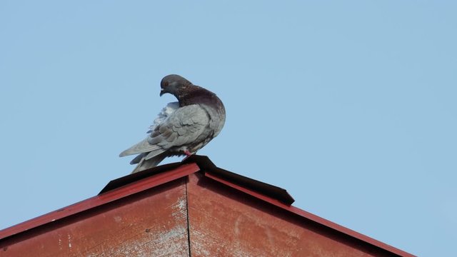 4K Footage Pigeon bird standing on house roft top