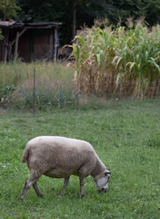 Sheep grazing on a green meadow with a house and plants.