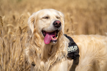 Happy golden retriever dog
