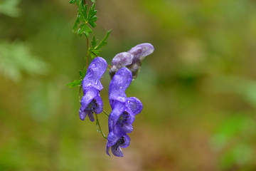 Blauer Eisenhut (Aconitum napellus) in den Alpen	
