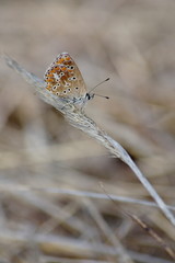 Borboleta, butterfly