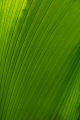 Aufgefächertes frisch grünes Palmenblatt, Close-up