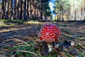 Toxic red mushroom amanita muscaria