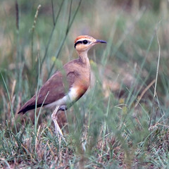 Temminck's Courser (Cursorius temminckii), Maasai Mara, Kenya.