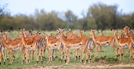 Impala, (Aepyceros melampus), part of a herd, Maasai Mara, Kenya.