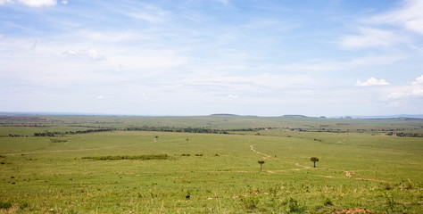 Fototapeta na wymiar Typical scenic of the Maasai Mara in November looking south to the Serengeti, Kenya.