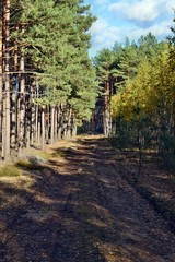 The way in the forest in Poland