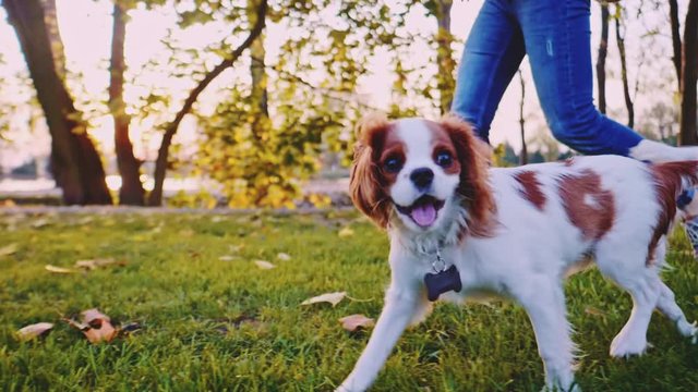 Puppy Walking With Woman In The Park. SLOW MOTION, STABILIZED, DYNAMIC. Cavalier King Charles Spaniel baby dog enjoying sunny sunset outdoors, running and jumping with happy girl. Pet and owner love. 
