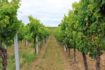 Fototapeta na wymiar Rows with white wine grape plants in the palatinate in Germany