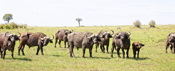 A herd of African Buffalo (Syncerus caffer) in the Maasai Mara, Kenya.