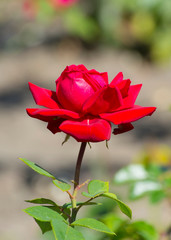 Red rose Bud in a flower bed