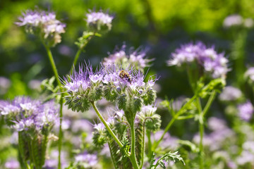 Lacy phacelia flower, blue tansy or purple tansy