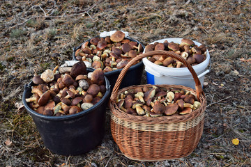 A lot of autumn mushrooms
