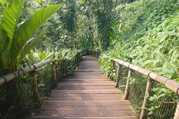 Wooden steps with a bamboo handrail lead down the hill in a jungle area at the Eden Project in Cornwall, England