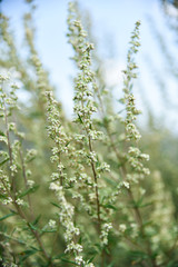 Artemisia vulgaris