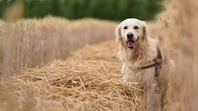 Golden Retriever Dog In A Grain Field