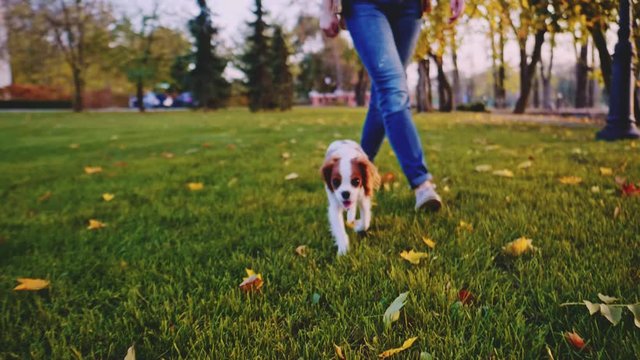 Puppy Walking With Woman In The Park. SLOW MOTION, STABILIZED, DYNAMIC. Cavalier King Charles Spaniel baby dog enjoying sunny sunset outdoors, running and jumping with happy girl. Pet and owner love. 