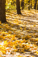 Collection of beautiful colorful autumn leaves. Nature and season concept.