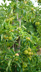green apples on the vine in the SInt-Truiden (Belgium) region