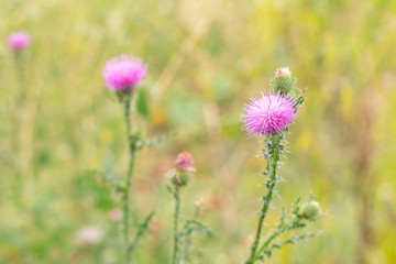 Blooming thistle. Thorny plants. Close-up.