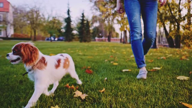 Puppy Walking With Woman In The Park. SLOW MOTION, STABILIZED, DYNAMIC. Cavalier King Charles Spaniel baby dog enjoying sunny sunset outdoors, running and jumping with happy girl. Pet and owner love. 