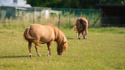 Naklejka na ściany i meble Shetland pony in a field on a sunny day