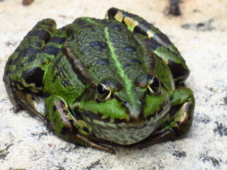 Wasserfrosch nimmt ein Sonnenbad