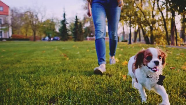 Puppy Walking With Woman In The Park. SLOW MOTION, STABILIZED, DYNAMIC. Cavalier King Charles Spaniel baby dog enjoying sunny sunset outdoors, running and jumping with happy girl. Pet and owner love. 