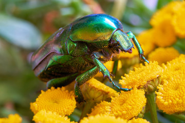 Rosenkäfer (Cetonia aurata) auf einer gelben Blüte im Garten