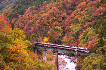 岐阜県・高山本線を走る特急列車と紅葉