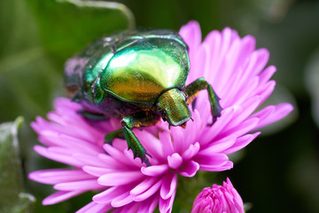 Rose beetle (Cetonia aurata) on a pink flower in the garden