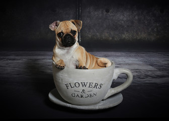 Mops Welpe