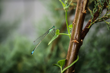 DragonFly Javea