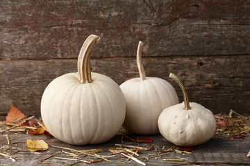 White pumpkins on old planks background, autumn seasonal