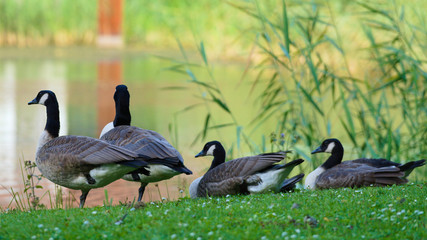 canada goose family and some ducks