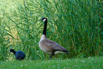 Canadian goose in the park