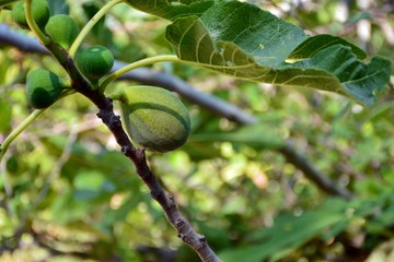Higos maduros en las ramas de una higuera, Ficus carica