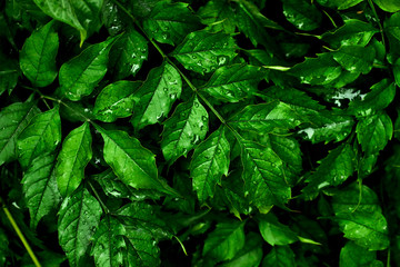Closeup photography of wild plant with rain drops on it.Growth background.Fresh green foliage.Copy space background.