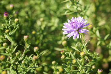 September in the garden, purple flower in full bloom, bokeh