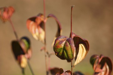 September garden, autumn leaves illuminated by sunlight, closeup