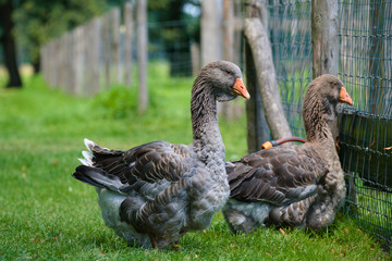 Two geese on a farm