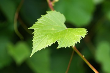 July garden, grapevine leaf on branch, close-up