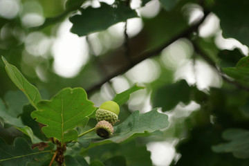 July garden, acorns and oak leaf, close-up, bokeh