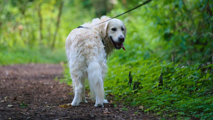 golden retriever dog checking if owner is still following
