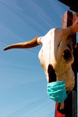 Cr&aacute;neo de Bovino con tapabocas