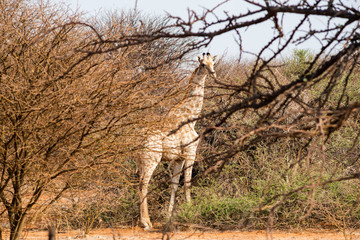 wild giraffe in forest