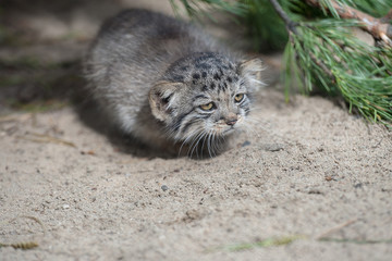 Pallas's cat (Otocolobus manul). Manul is living in the grasslands and montane steppes of Central Asia. Little cute baby manul. Learning process. Small wild kitten. First steps